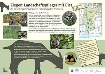 Infotafel Ziegenbeweidungsprojekt Am&ouml;neburg