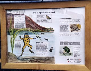 Amphibienkonzert