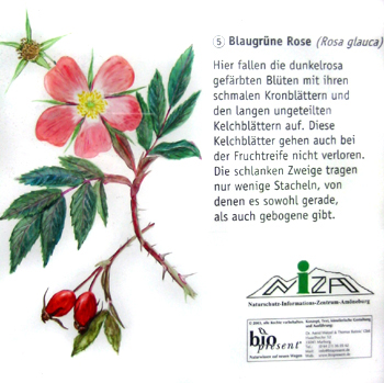 Blaugr&uuml;ne Rose