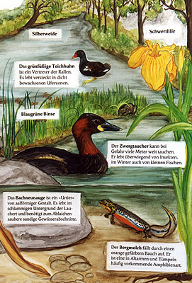 Feuchtgebiet Buchwiesen: Ausschnitt