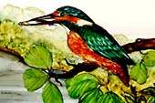 Eisvogel