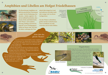 Hofgut Friedelhausen - Amphibien und Libellen