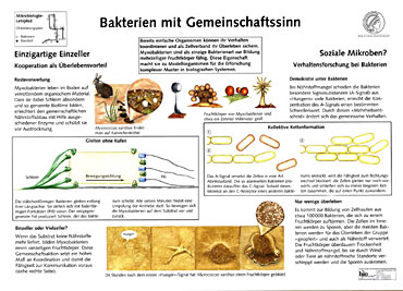 Myxobakterien
