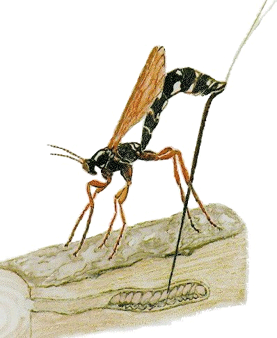 Schlupfwespe